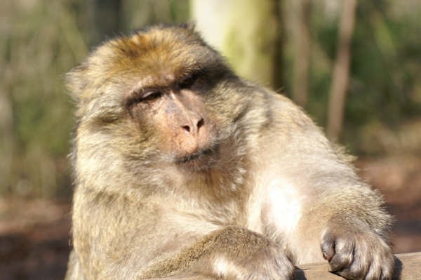 Kientzheim: La montagne des singes